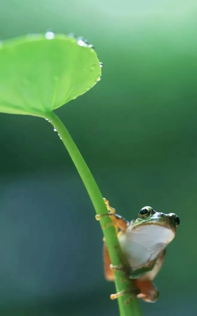 春雷|白茶|茶叶_新浪新闻