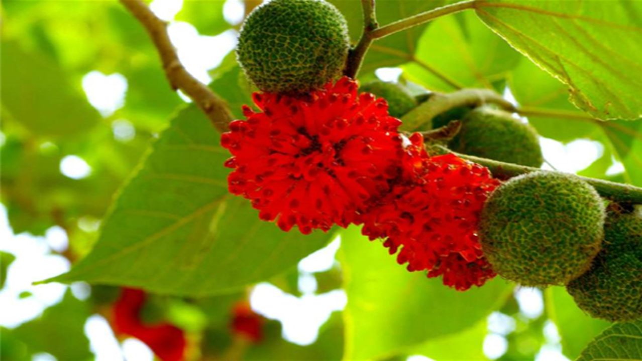 构树全身都是宝果实像杨梅非常漂亮看到请重视