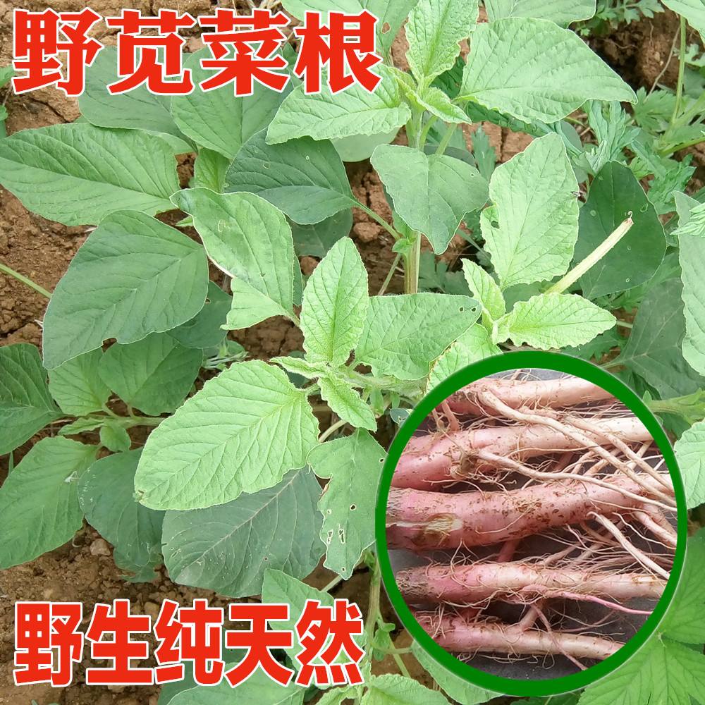 农村常见的野苋菜是个宝茎叶可以食用根还可以药用看到请重视
