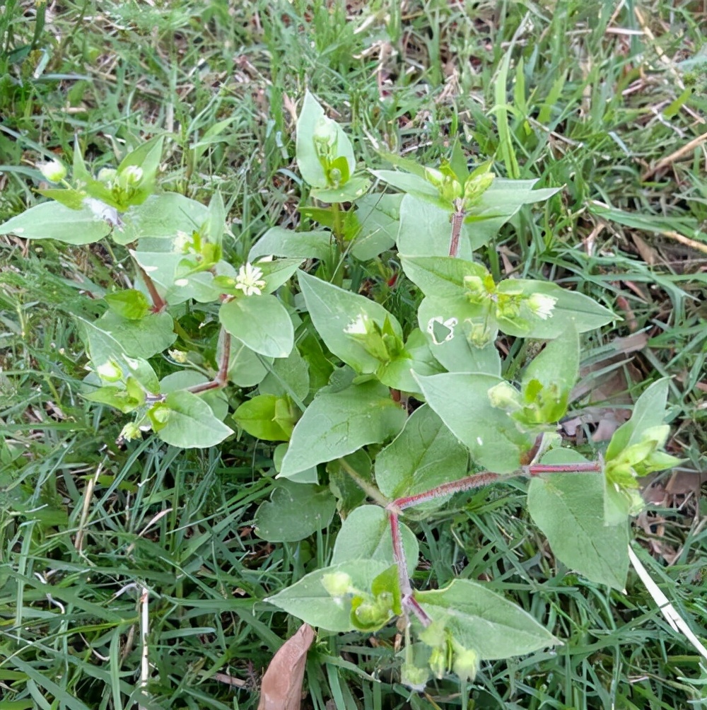 农村常见的鹅肠草是男女朋友的福草煮水作用厉害了请重视