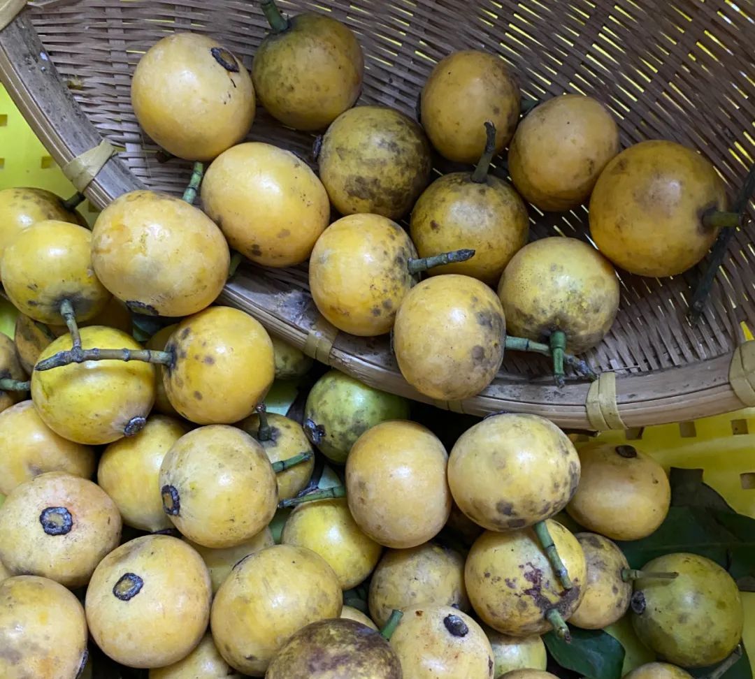 形状,故而得名,不过地区不一样,其叫法也不一样,有的地方称为"竹节果"