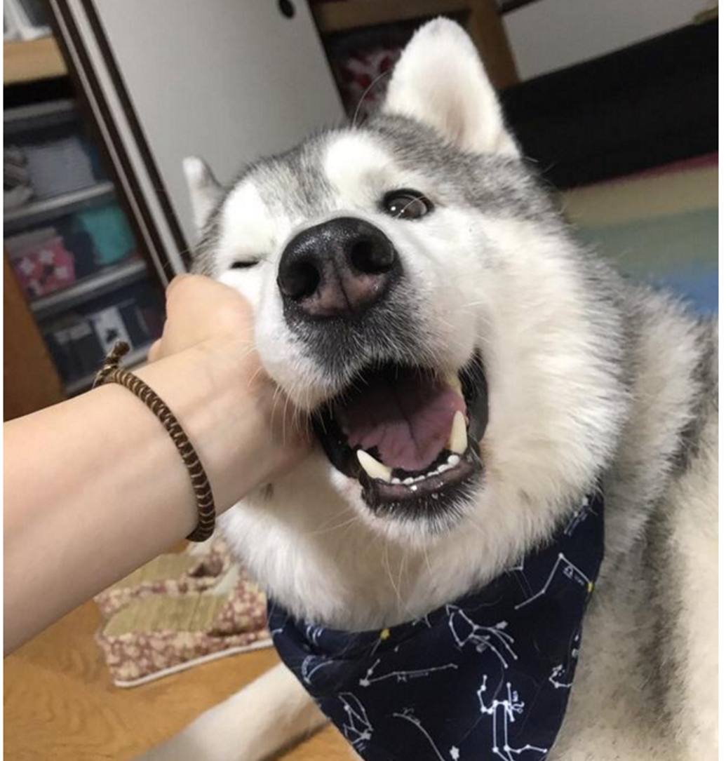 二哈被摸脸开心到不行不摸时秒变黑脸孙悟空翻脸都没你快