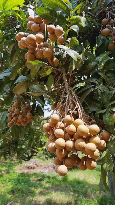 又到了海南龙眼成熟的季节硕大的果实沉沉的挂在树上