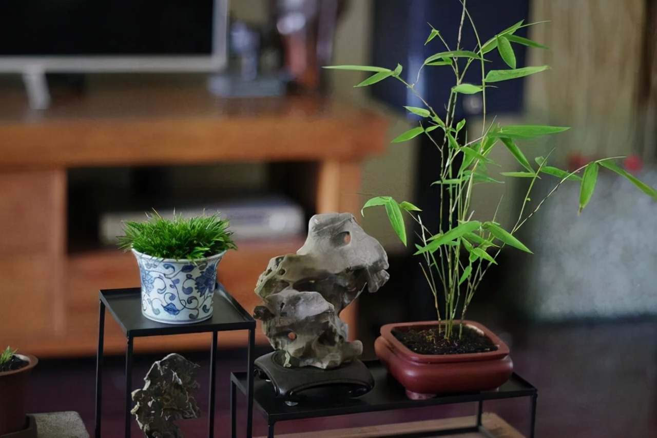 没有院子也能养好竹子这几种竹子做成盆景养在室内比花还好看