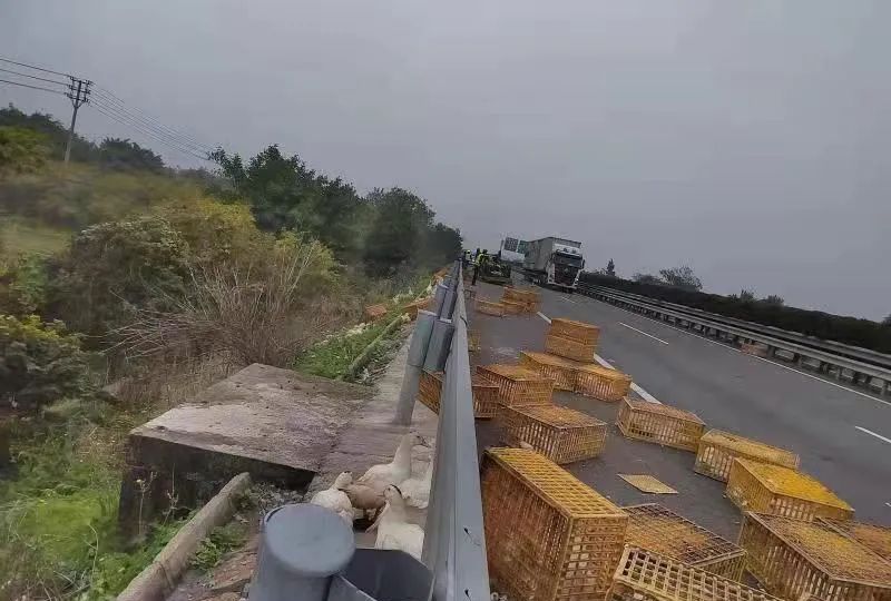 到达现场,只见货车倒翻在应急车道,车上运载的鸭子和箱子四处散落
