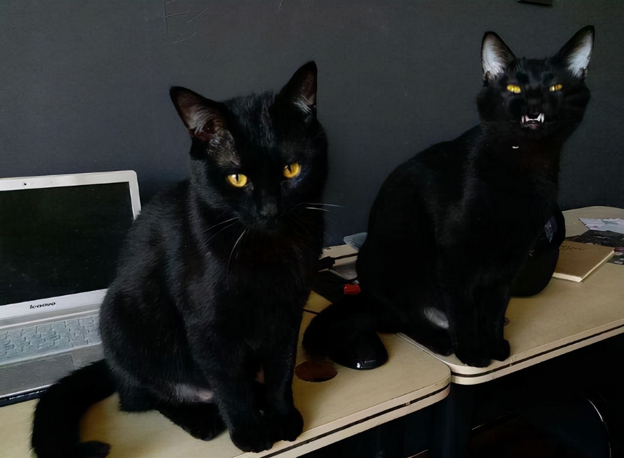 那么当然不是选择气势比较盛的黑猫,而是更青睐越软萌的白猫,黄猫等等