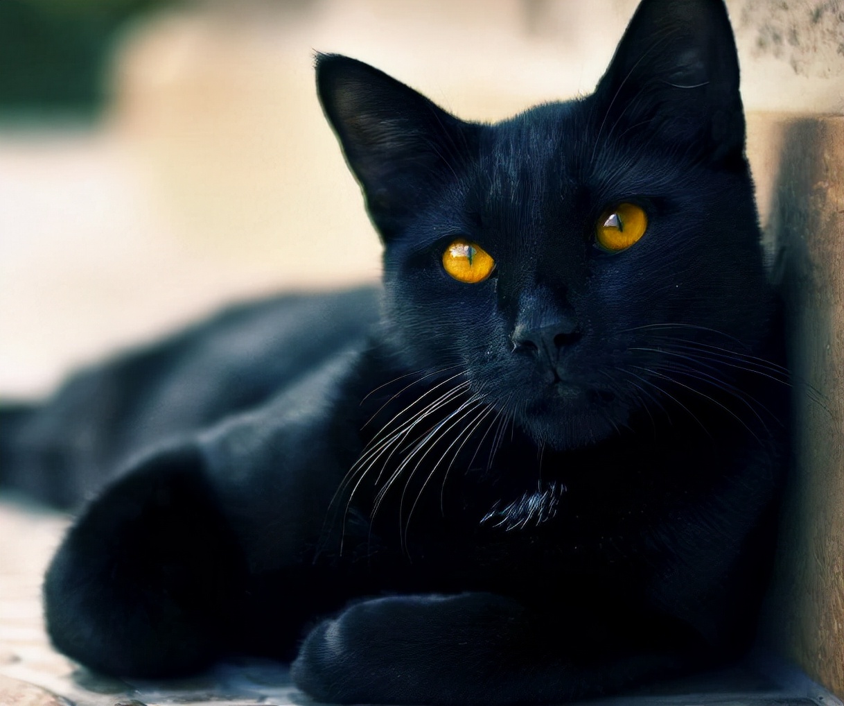为什么黑猫这么少人养?原来是这几点很遭人嫌