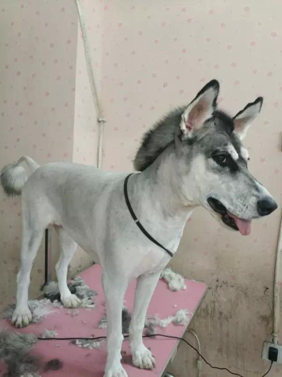 主人把狗狗的毛剃了神似一头呆驴狗子自己都笑掉大牙