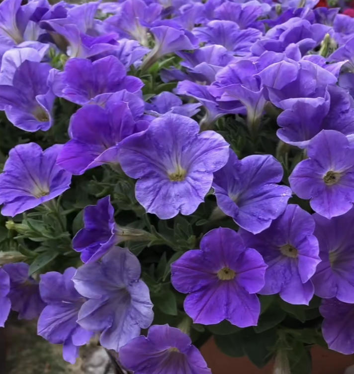 7个品种的矮牵牛看你喜欢哪种阳台养花矮牵牛不可错过