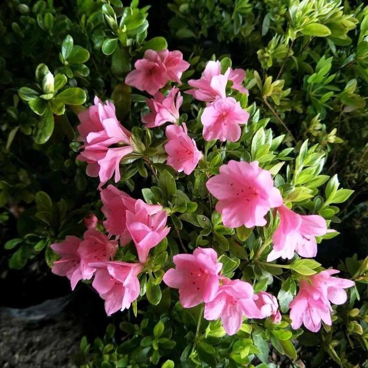 第一点,勤浇水杜鹃花是一种喜湿润的花卉,它并不像虎皮兰芦荟那样耐