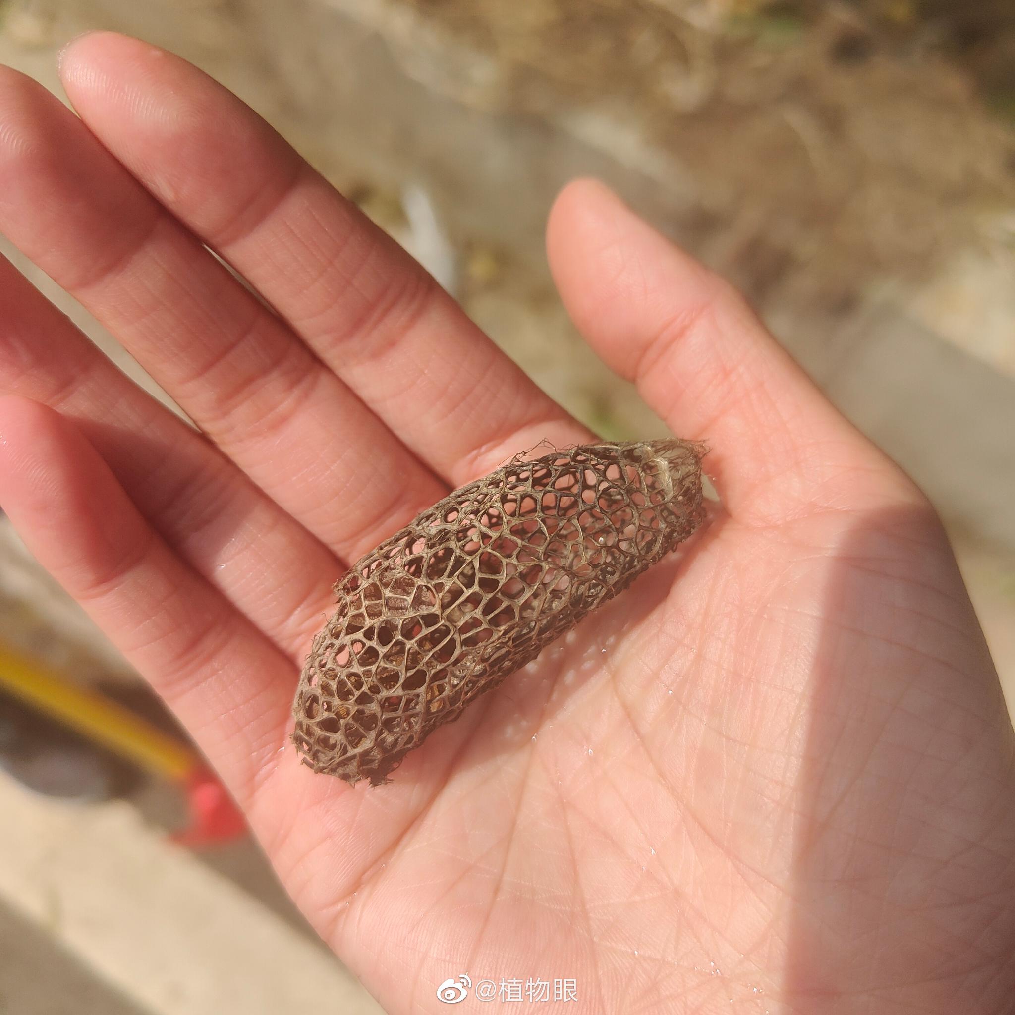 应该是银杏大蚕蛾,人家比较有艺术感……|大蚕蛾|银杏|镂空款_新浪