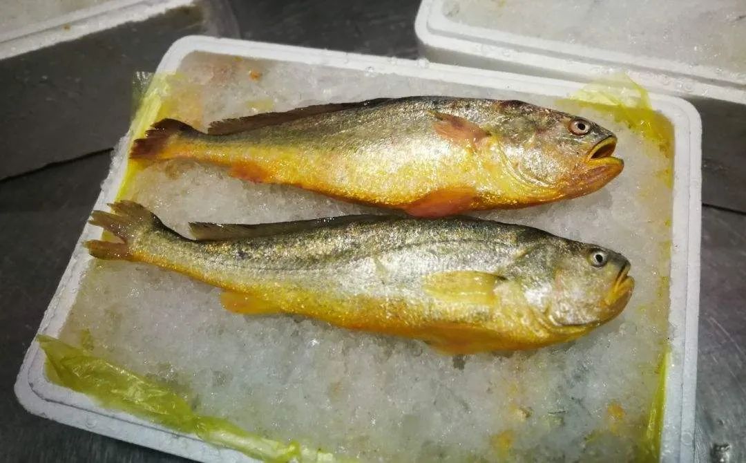 每斤5915元71斤鱼卖了42万野生大黄鱼为何一斤要几千元