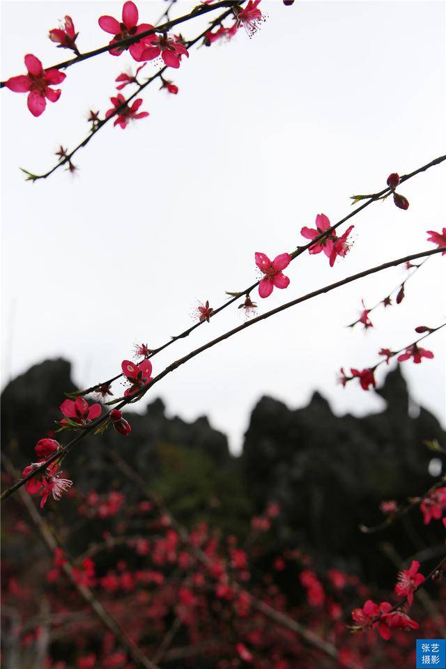 连州桃花岛沉醉在三月桃花盛开的季节各地游客邂逅浪漫桃花