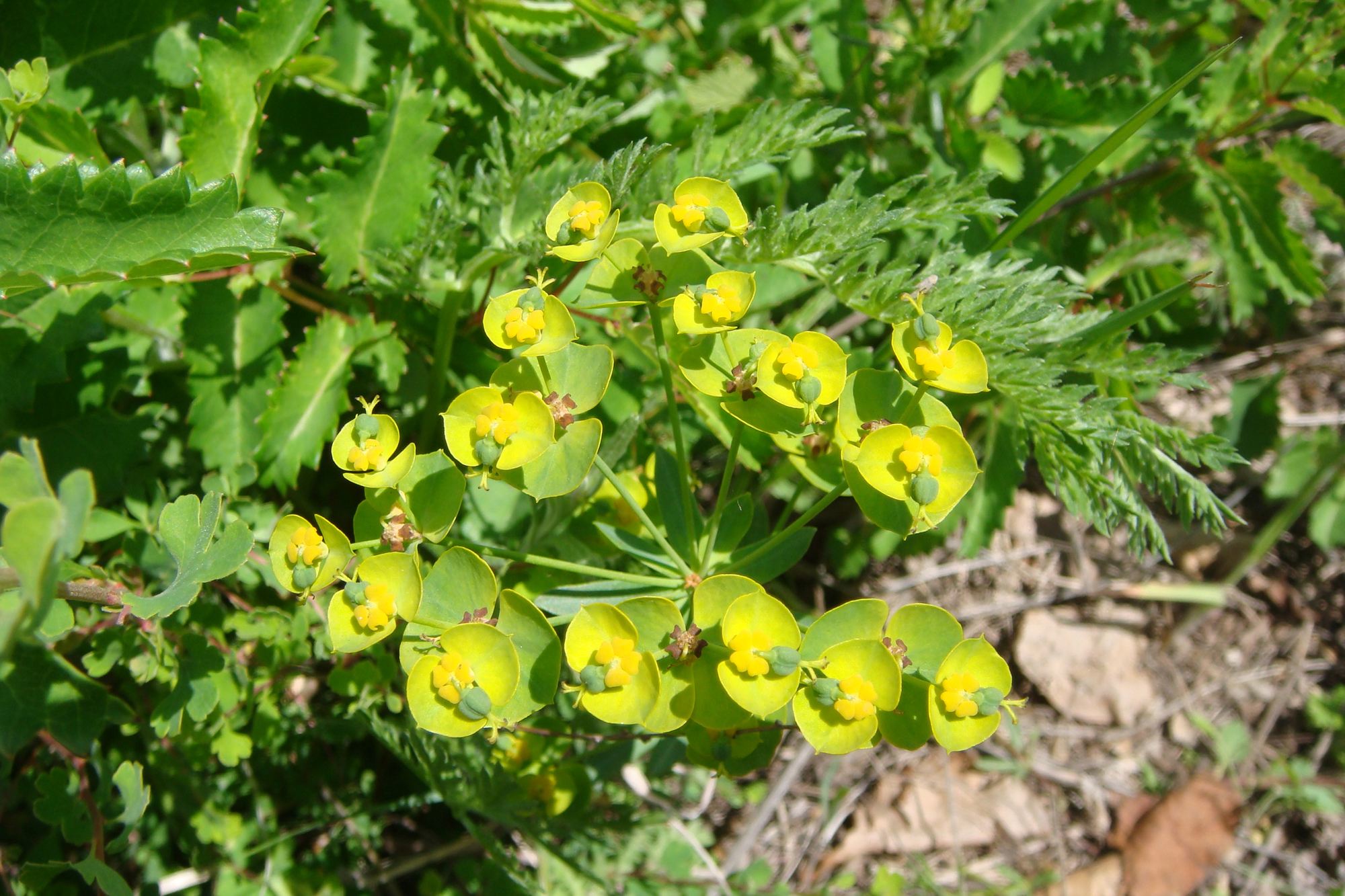 我今天看到的这株大戟是在竹林下的一个水沟边上生长的,它的花是杯状