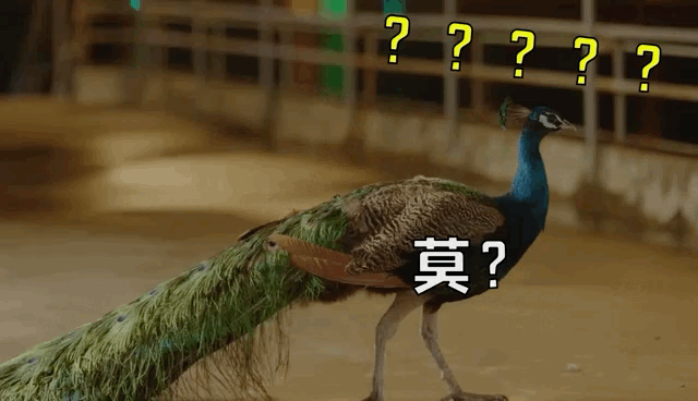 为了让真孔雀"演员"配合拍戏,贾导可谓也是费尽了心思……|孔雀|演员