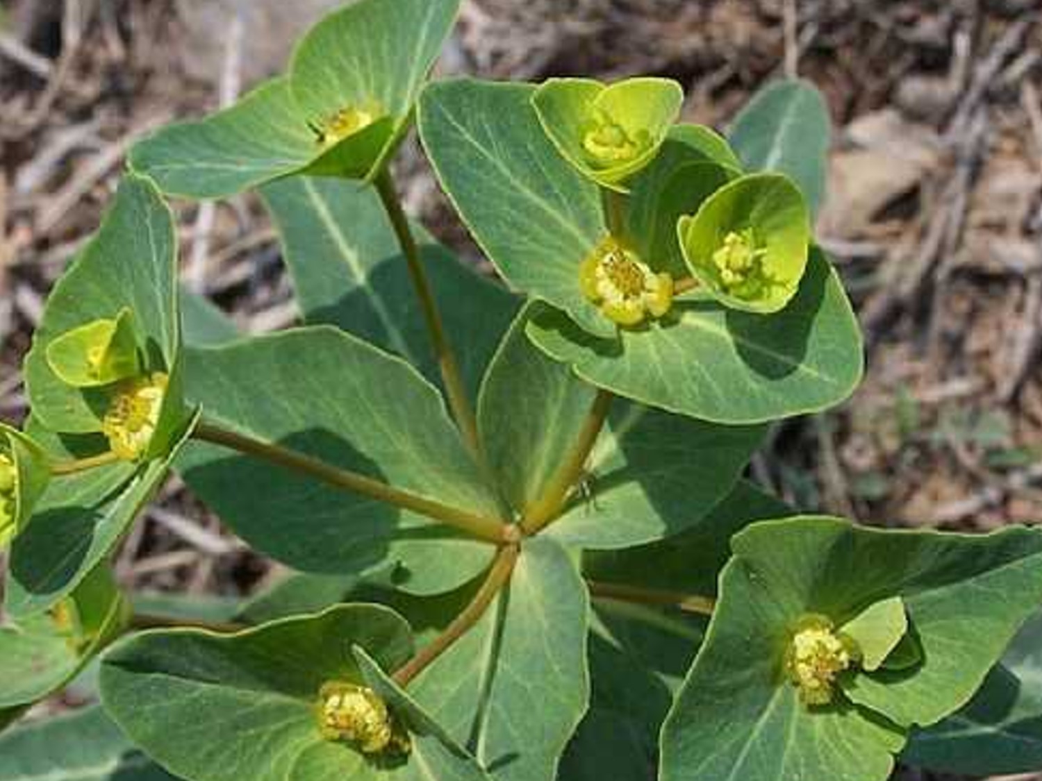 掐断叶子会流出白色汁液全株有毒药用价值确实很厉害请慎用