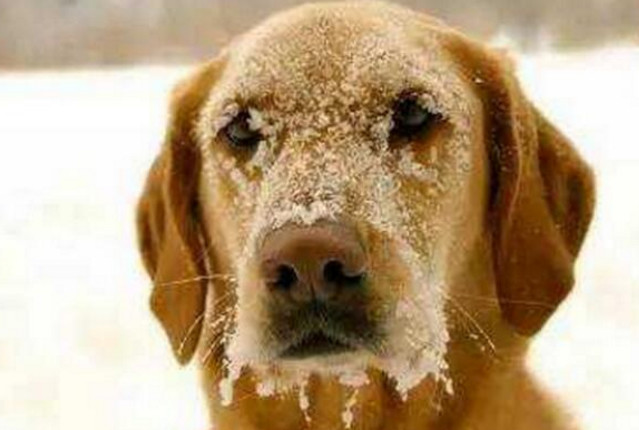 金毛,流浪汉直接抱到怀里,看哭现场所有人|金毛|流浪汉|狗狗_新浪新闻