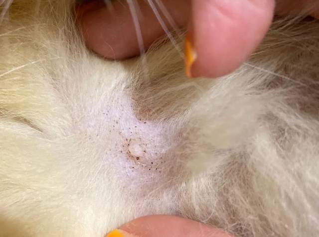 怎么判断猫咪的身上有没有跳蚤发现了跳蚤又该如何应对呢