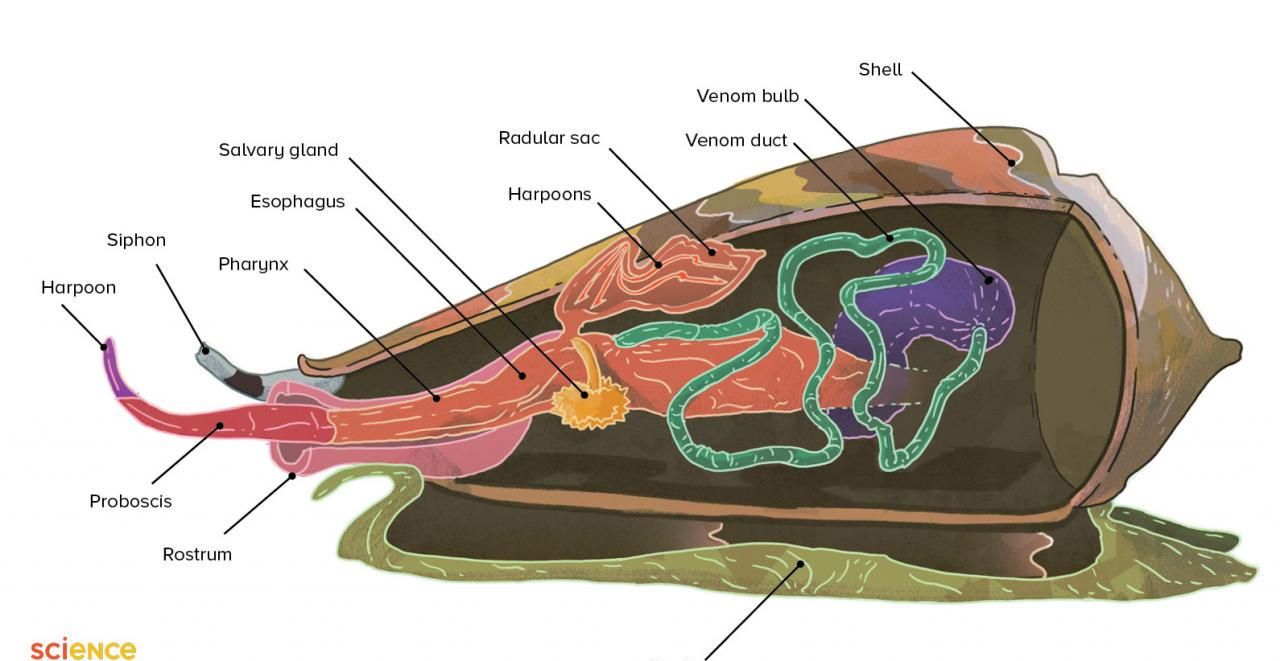 鸡心螺可能会要你命的蜗牛