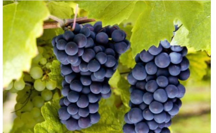 妇女节就要来了会放假,3种幸福果记得放在家里,寓意幸福如意休闲区蓝鸢梦想 - Www.slyday.coM 妇女节就要来了会放假,3种幸福果记得放在家里,寓意幸福如意休闲区蓝鸢梦想 - Www.slyday.coM