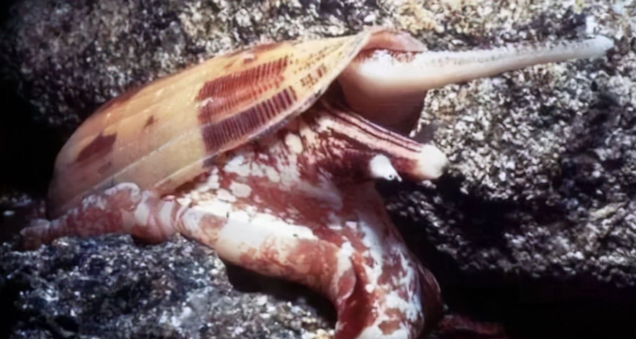 鸡心螺可能会要你命的蜗牛