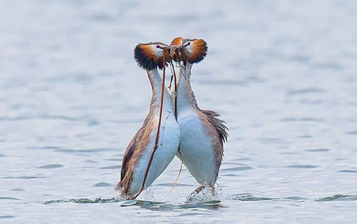 沧州闹市突降一只水驴子奇特发型引围观求偶时爱跳撞胸舞