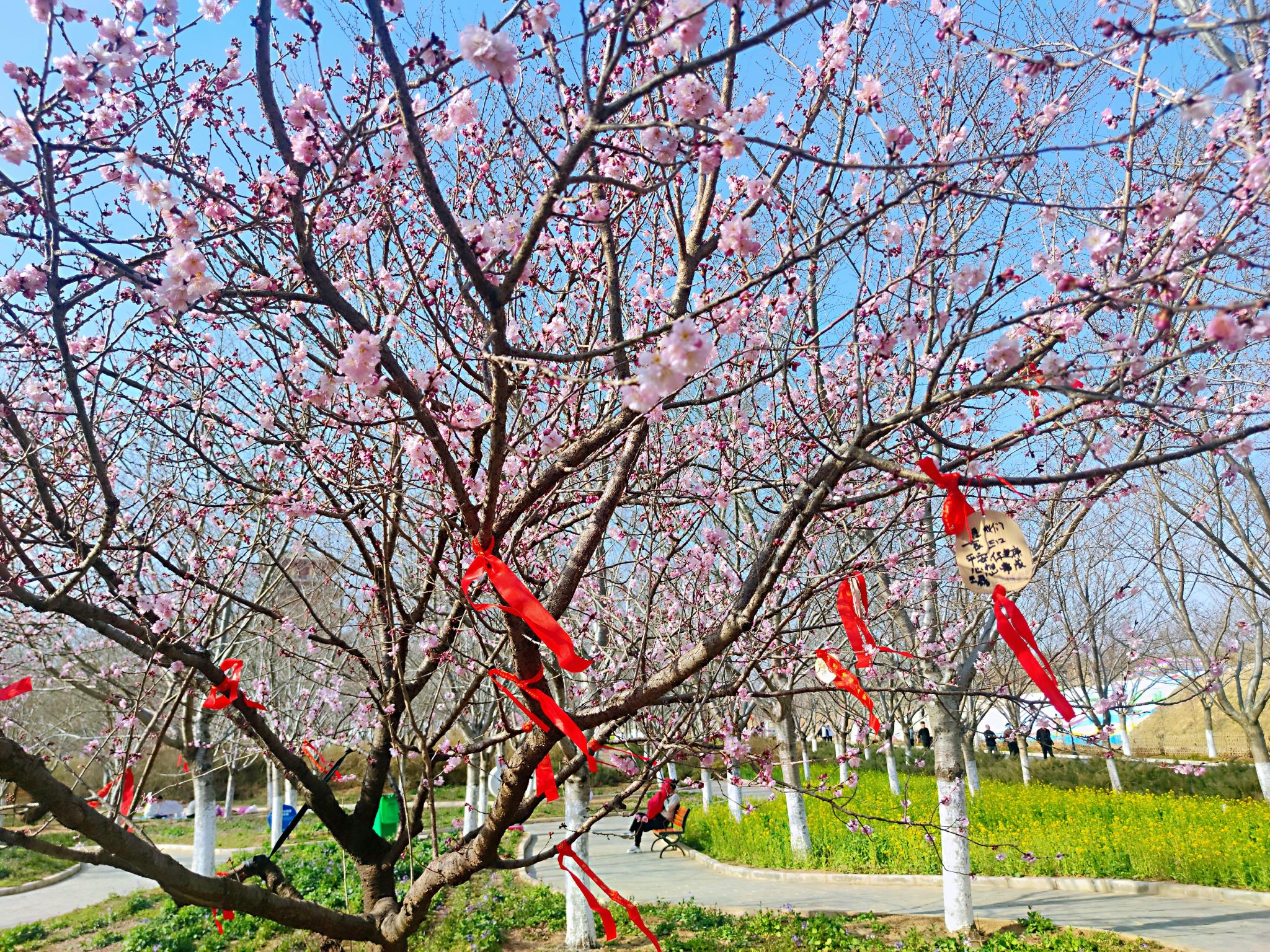 丰乐樱花园看樱花67只有小部分开花67都在耐心等待吧