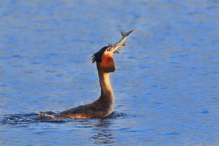 沧州闹市突降一只水驴子奇特发型引围观求偶时爱跳撞胸舞