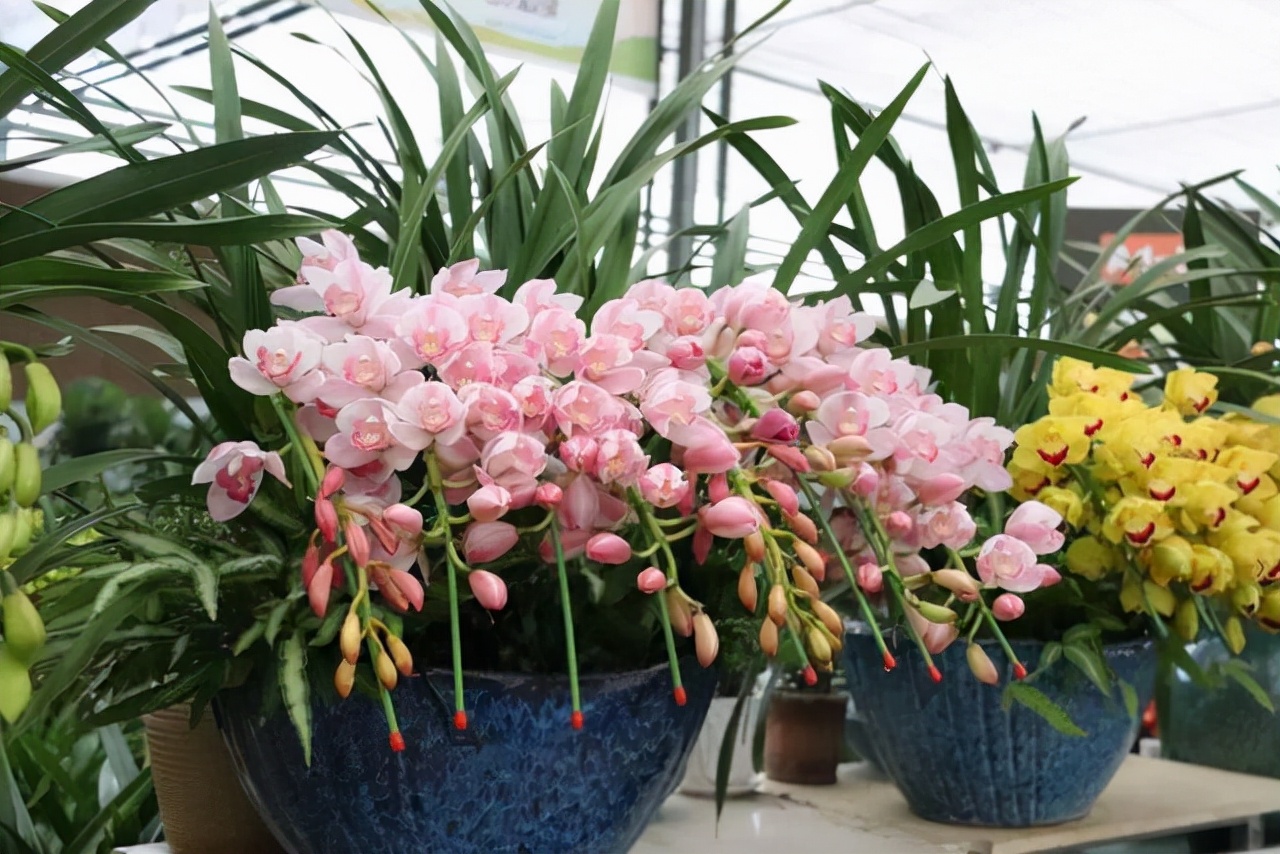 客厅养花有讲究这7种花卉不能少寓意吉祥又美观人见人爱