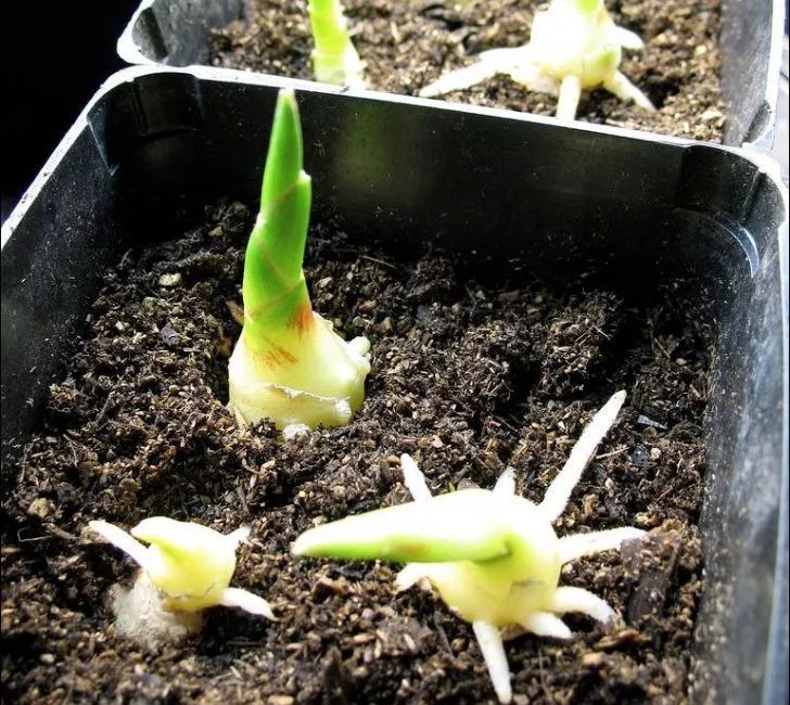 阳台种生姜谨记3要点挖出一桶姜山一年吃不完