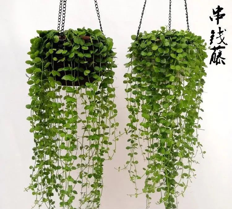 5种多肉植物吊起来养爱疯长邻居都想养