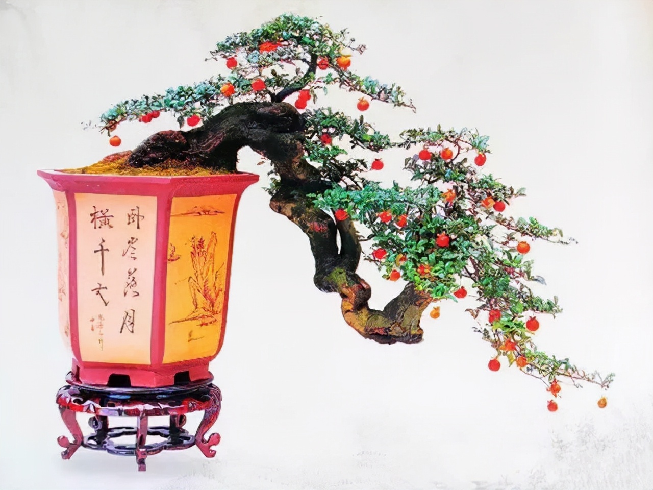 6种盆栽能结出满树红果果挂果时间也长养在室内凸显居家品味