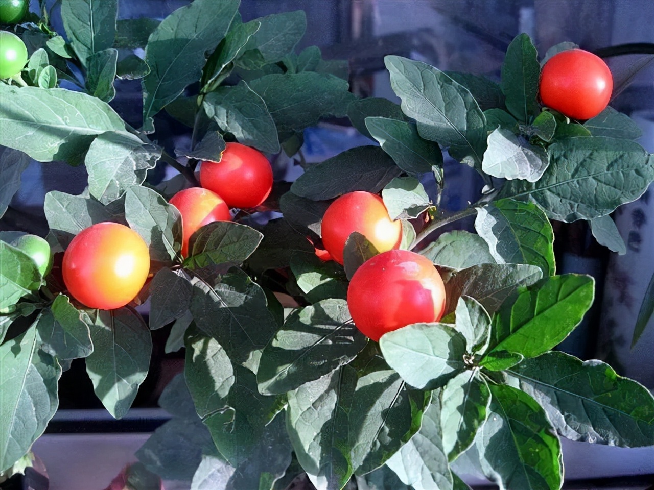 6种盆栽能结出满树红果果挂果时间也长养在室内凸显居家品味