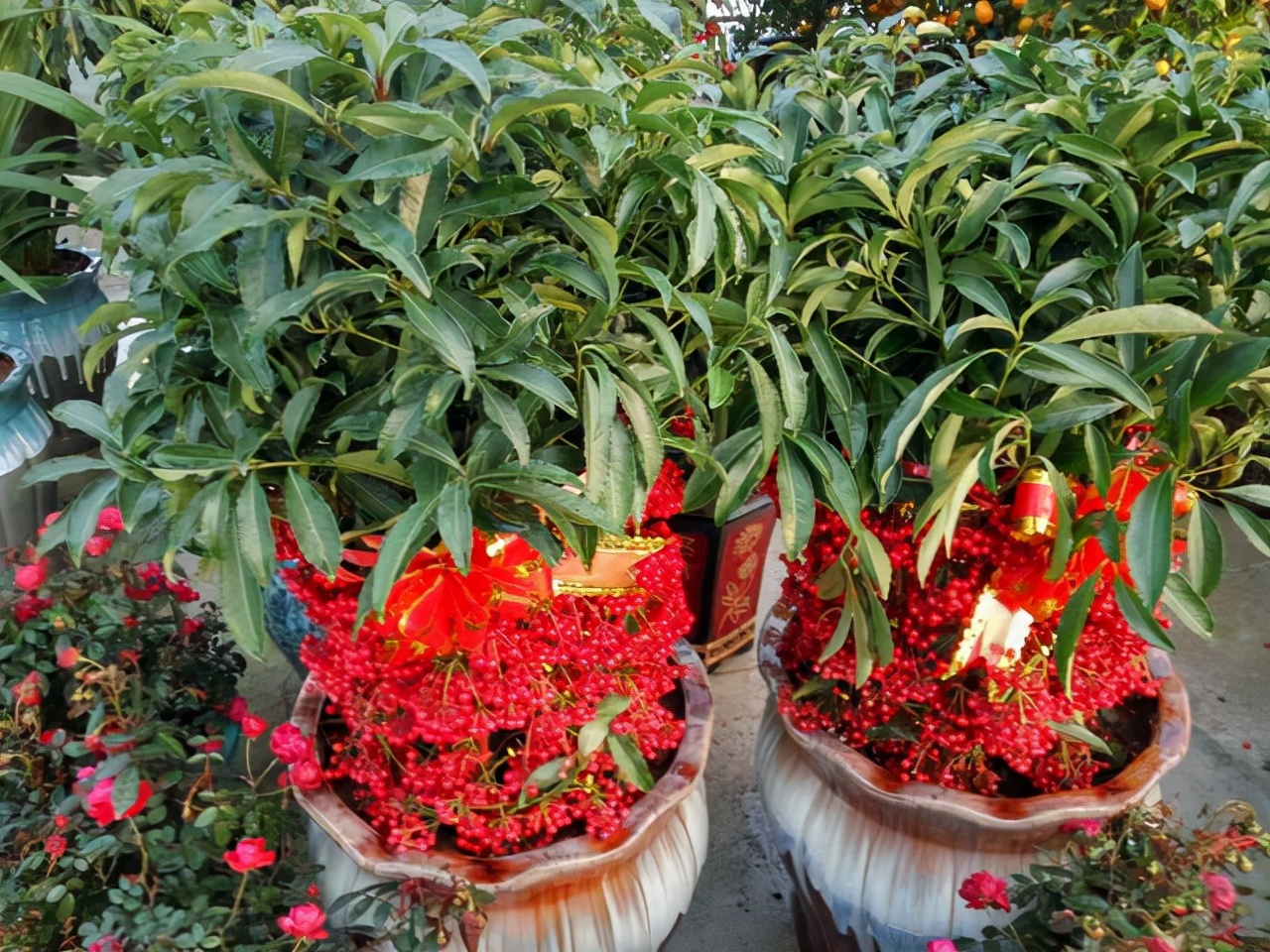 6种盆栽能结出满树红果果挂果时间也长养在室内凸显居家品味