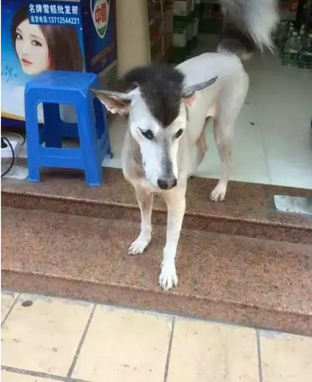 主人想法清奇,给二哈换了个驴发型,气的二哈欲哭无泪!__财经头条