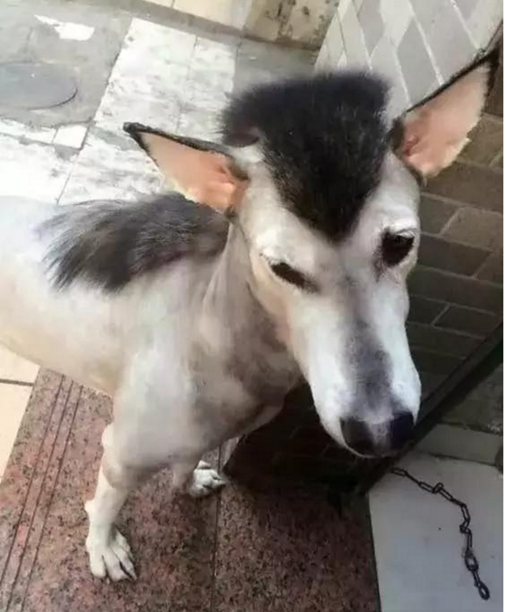 主人想法清奇,给二哈换了个驴发型,气的二哈欲哭无泪!__财经头条