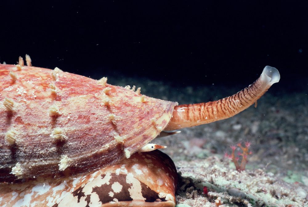 芋螺|鸡心|蜗牛_新浪新闻