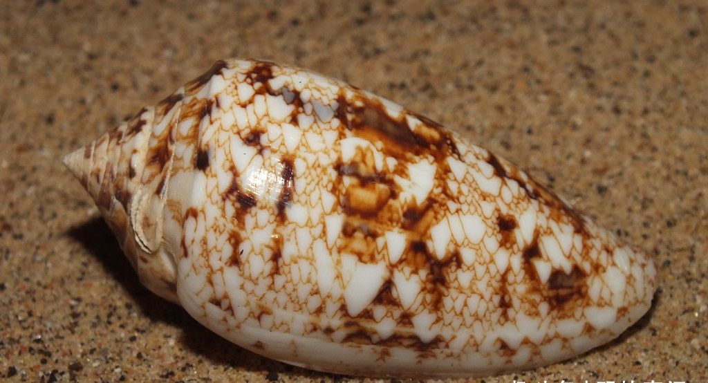 鸡心螺可能会要你命的蜗牛