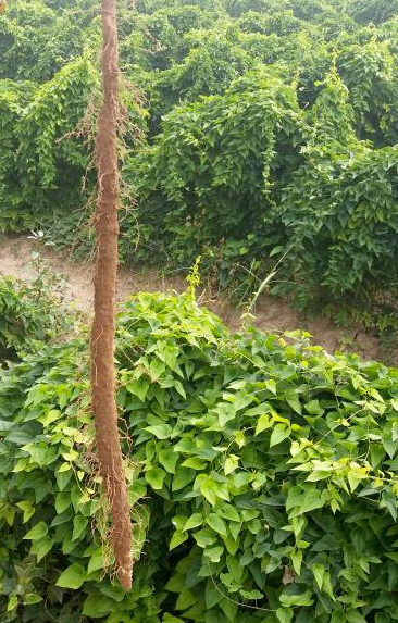 铁棍山药为何河南温县的火了