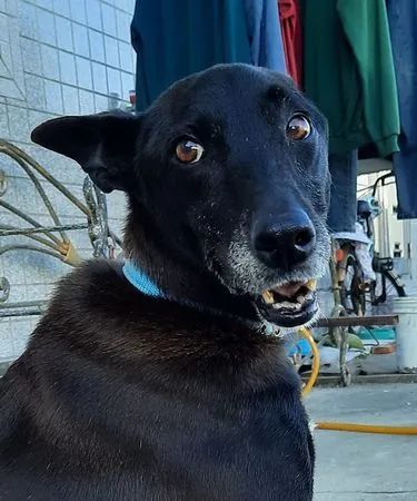 黑狗在院子里玩突然听到主人说的2个字吓到瞪大双眼