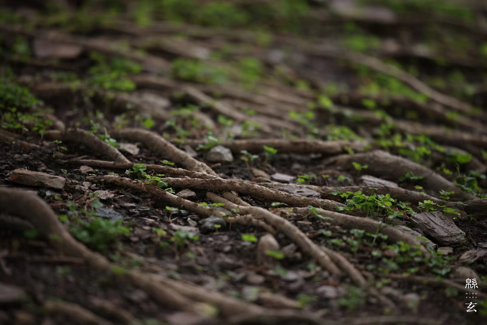 老树的根茎,依然生机勃勃.