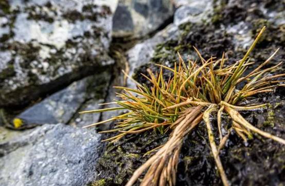 情况不太妙南极多种植物开花未来南极将成无冰区