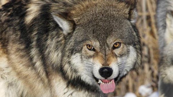 1只独狼专偷猎物吃老猎人出奇招徒手抓狼啥情况