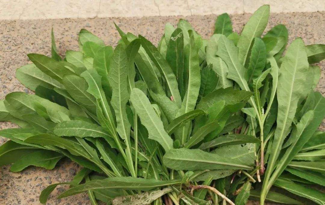 在农村随处可见的野菜在小满节气前后吃粮食丰收身体好