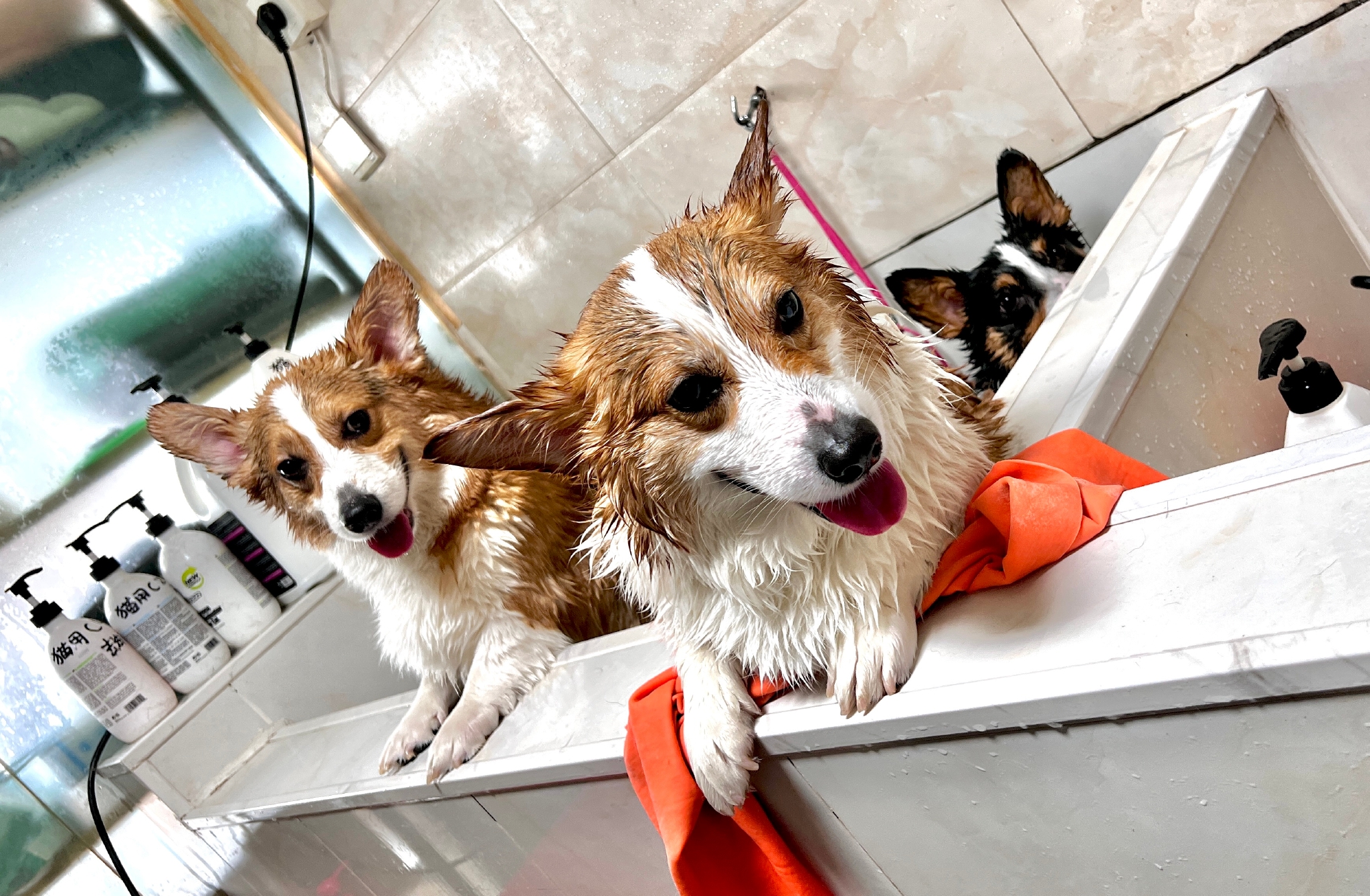 三基浴像极了地狱(养猪场)三头犬