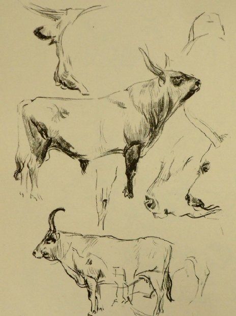 大师的动物速写妙笔生趣