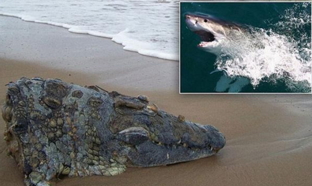 女子沙滩上被不明物绊倒,起身发现一个鳄鱼头,这让她一脸疑惑!休闲区蓝鸢梦想 - Www.slyday.coM 女子沙滩上被不明物绊倒,起身发现一个鳄鱼头,这让她一脸疑惑!休闲区蓝鸢梦想 - Www.slyday.coM