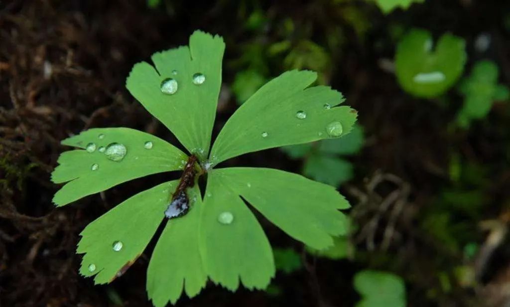 植物界全系列毛茛目独叶草科