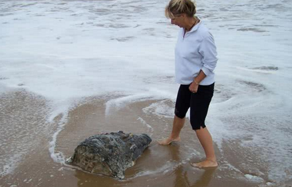 女子沙滩上被不明物绊倒,起身发现一个鳄鱼头,这让她一脸疑惑!休闲区蓝鸢梦想 - Www.slyday.coM 女子沙滩上被不明物绊倒,起身发现一个鳄鱼头,这让她一脸疑惑!休闲区蓝鸢梦想 - Www.slyday.coM