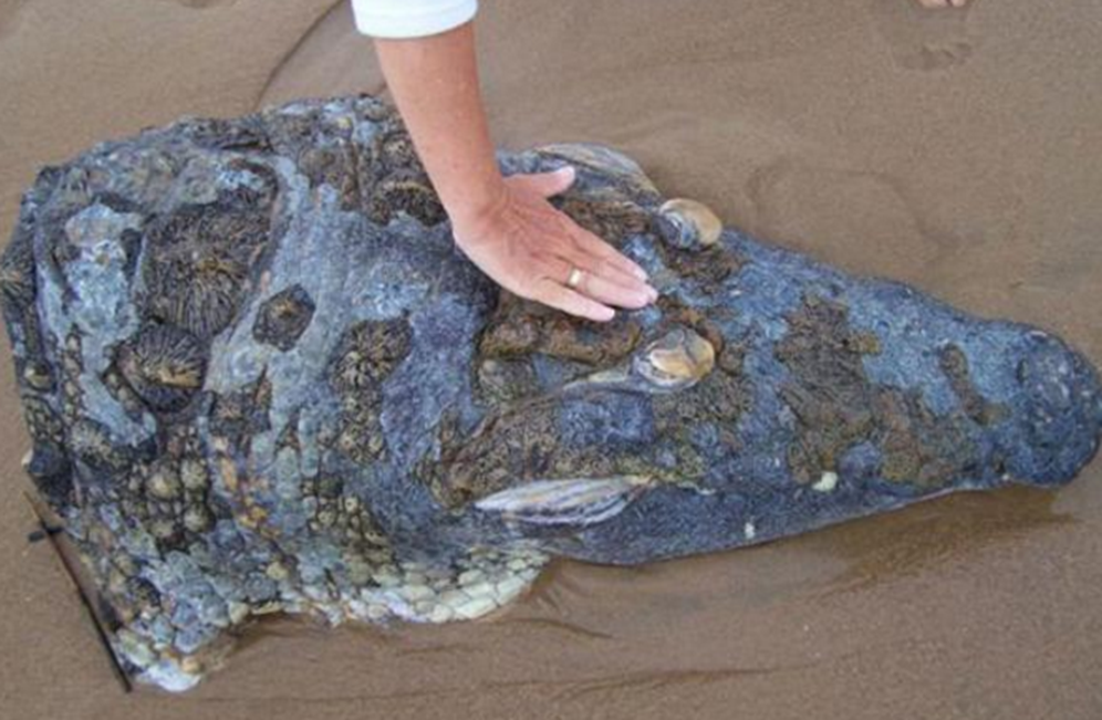女子沙滩上被不明物绊倒,起身发现一个鳄鱼头,这让她一脸疑惑!休闲区蓝鸢梦想 - Www.slyday.coM 女子沙滩上被不明物绊倒,起身发现一个鳄鱼头,这让她一脸疑惑!休闲区蓝鸢梦想 - Www.slyday.coM